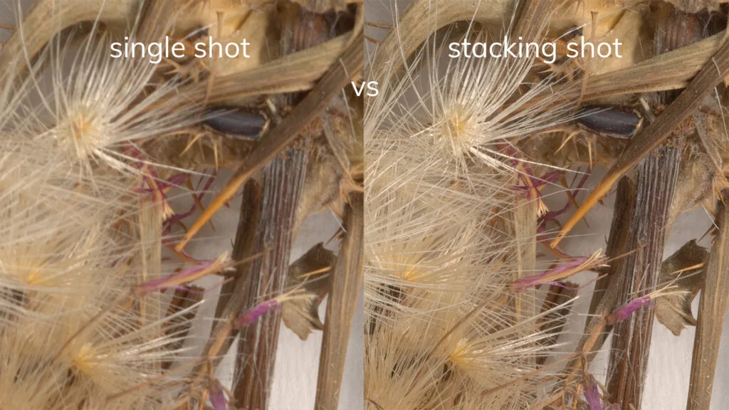 纤毫毕现：利用全新景深合成工具实现植物标本的高精度数字化