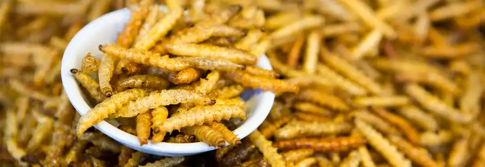 智能视觉系统赋能黑水虻幼虫自动化计数与生产控制：i2S创新应用案例解析