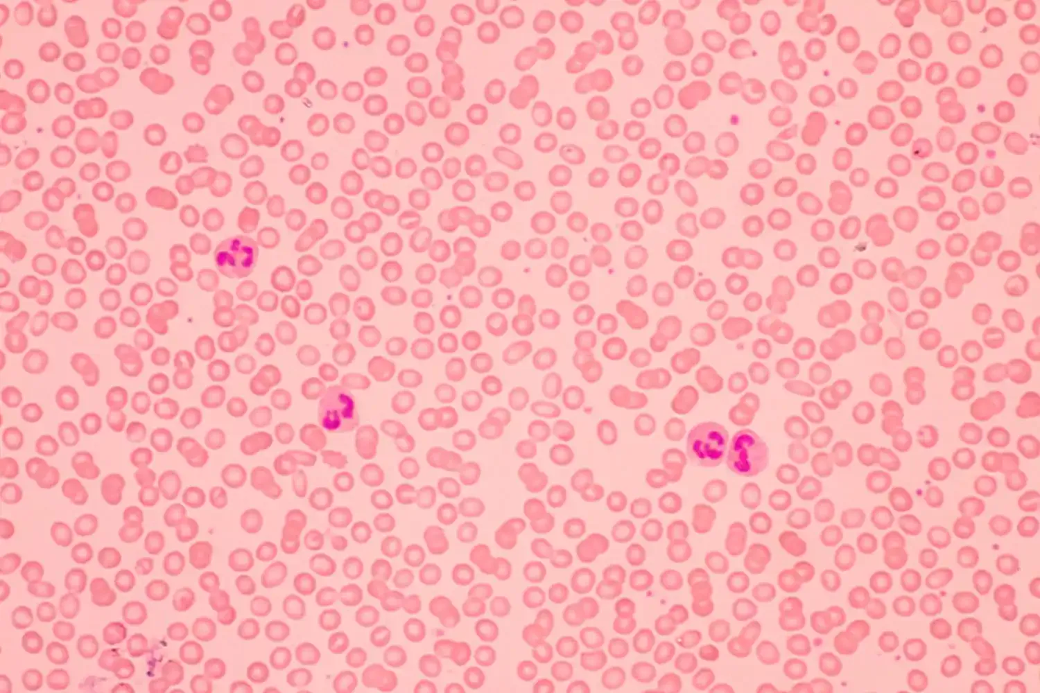 Smart Reader 96孔微板阅读器