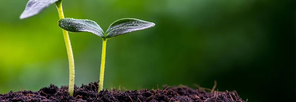 重塑智慧农业底层逻辑：i2S Literal AI 多传感器表型分析系统深度评测