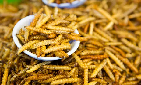 BSF 幼虫自动化控制系统